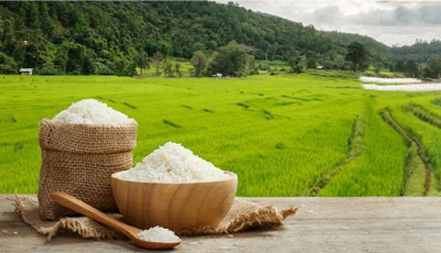 کتاب اثربخشی تحقیقات برنج